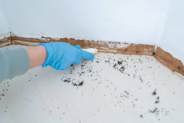 Pest Prevention Services in Oakland, OR